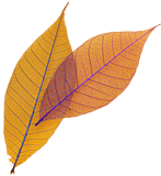 Animation Image